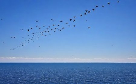 غرائز الهجرة عند الطيور