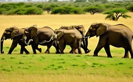 سلوكيات القطيع عند الفيلة
