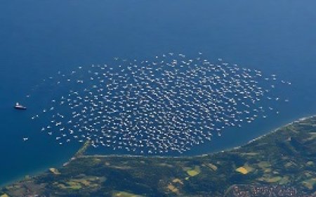 Bird Migration and their Long Annual Journeys