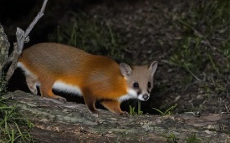 Nocturnal Animals and Their Activities