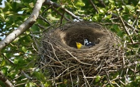 كيف تبني الطيور أعشاشها