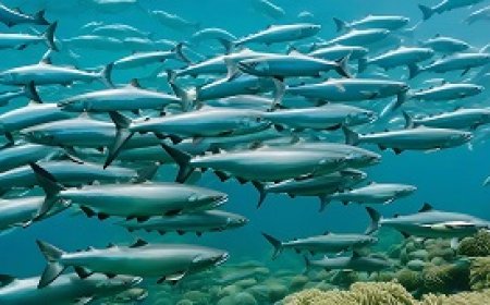 Swimming and Migration of Salmon Fish