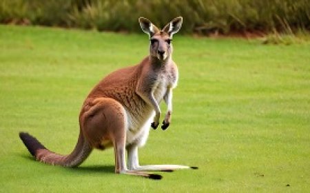 The strangest habits of kangaroos in Australia
