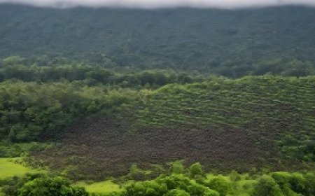 The mass migration of bees and birds