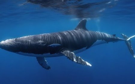 Underwater Whale Communication Behavior