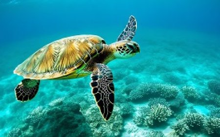 Marine Turtle Diving and Migrations