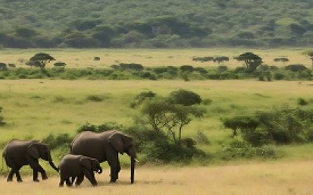 The migration of elephants across vast continents