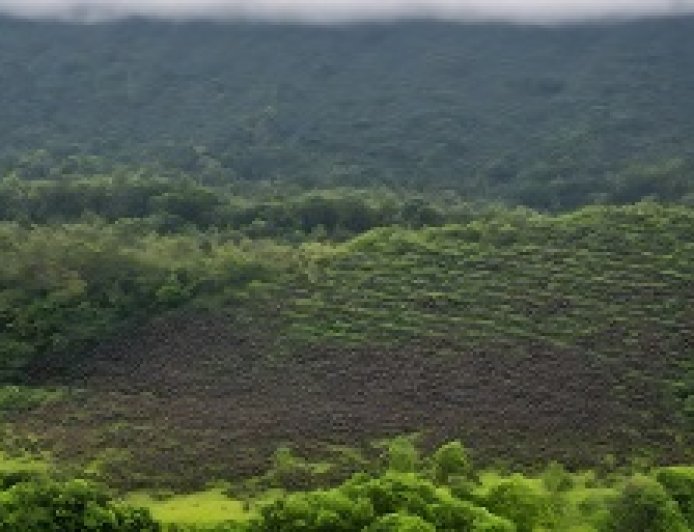 The mass migration of bees and birds