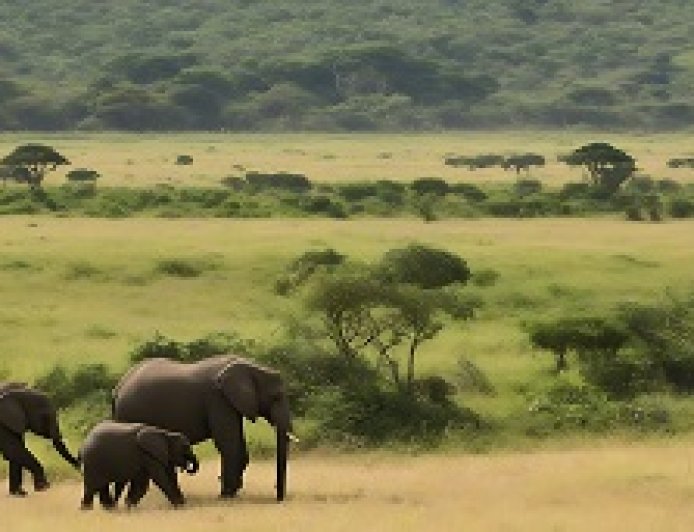 The migration of elephants across vast continents