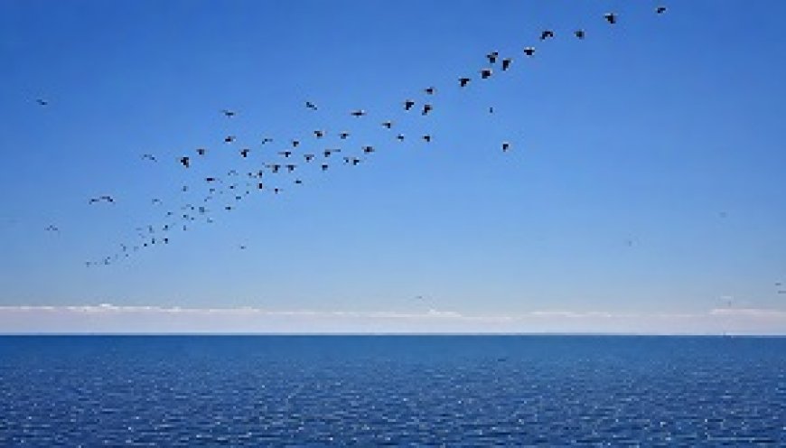 Bird Migration Instincts