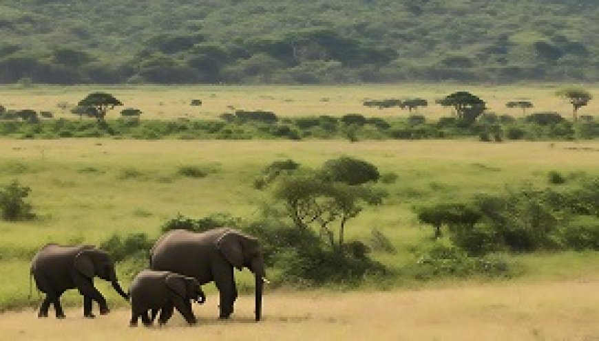 The migration of elephants across vast continents