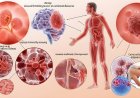 Ways to Avoid Immunodeficiency Diseases