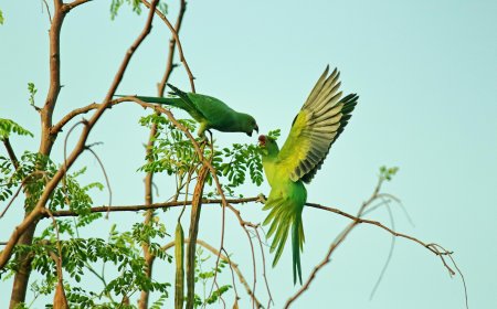 Tips for dealing with wild animals