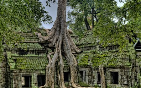 Guidelines for Staying Safe in the Jungle