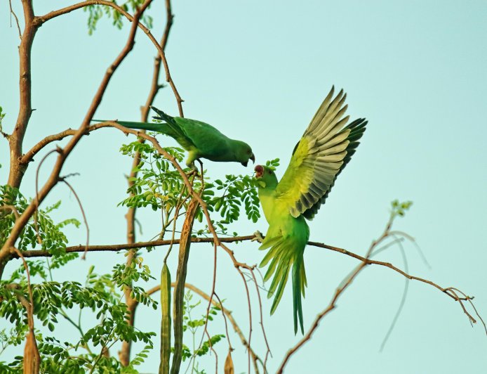 نصائح للتعامل مع الحيوانات البرية