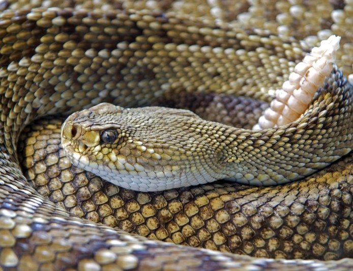 Avoid the risks of poisonous animals