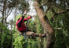Tips for Starting Tree Climbing Sport