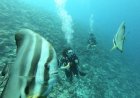 Experience diving in the Maldives