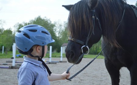 How to choose horse riding equipment