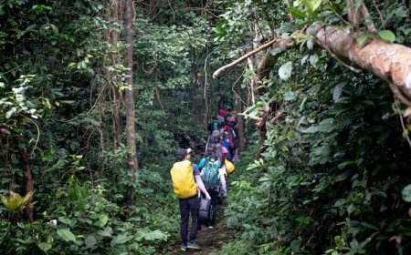 My expedition to the Amazon jungle