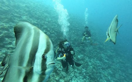 Experience diving in the Maldives